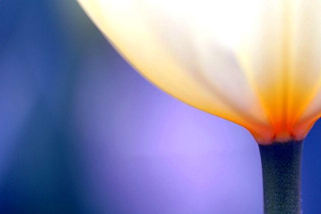 <b>4th place</b><br> Tulips and Light by Vonniedee