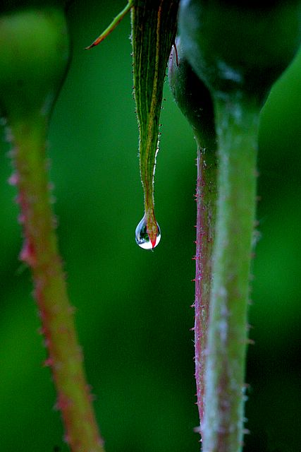 Light at the End of the Petal*