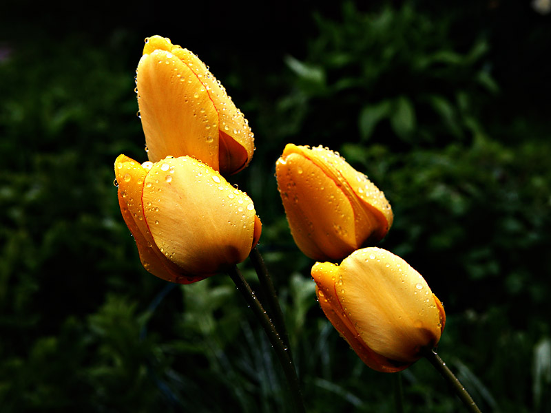 Just tulips *