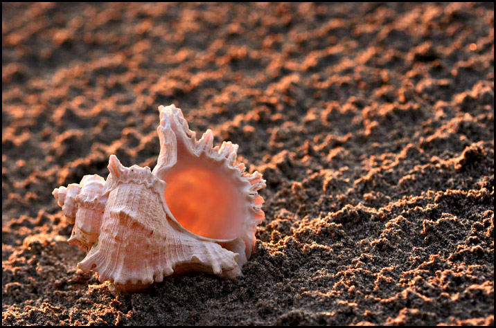 *Beauty By The Seashore