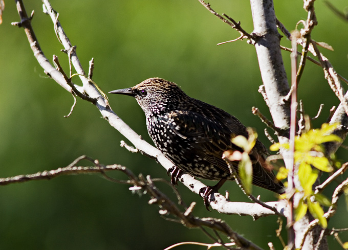 Starling *