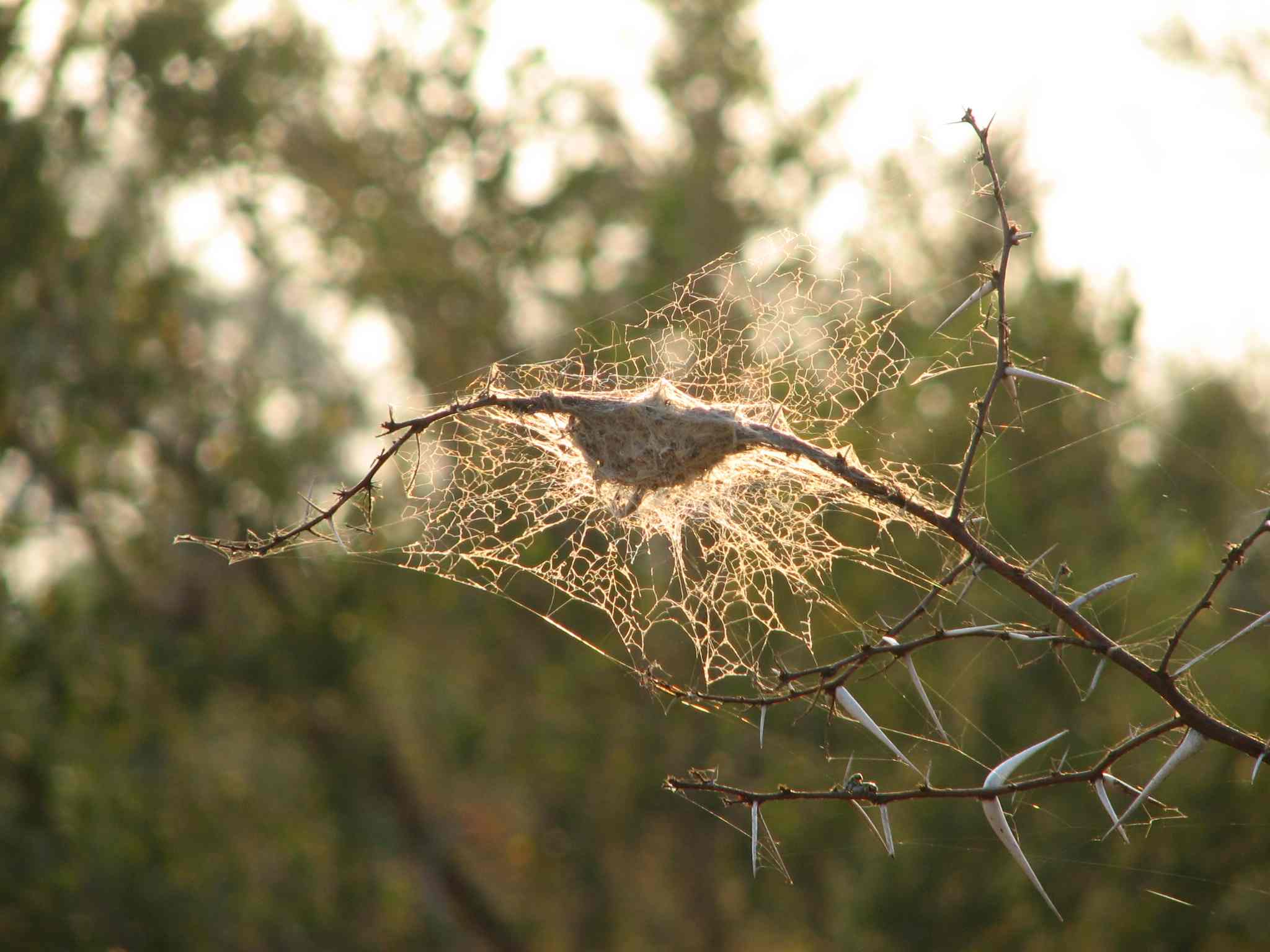 Spider web in the morning sun *