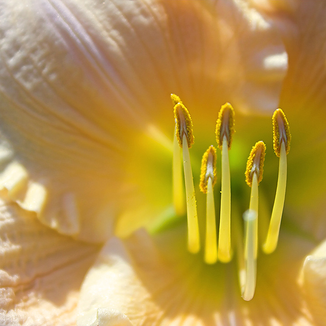 yellow flower