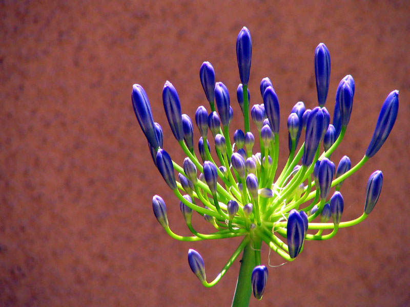 Agapanthus*