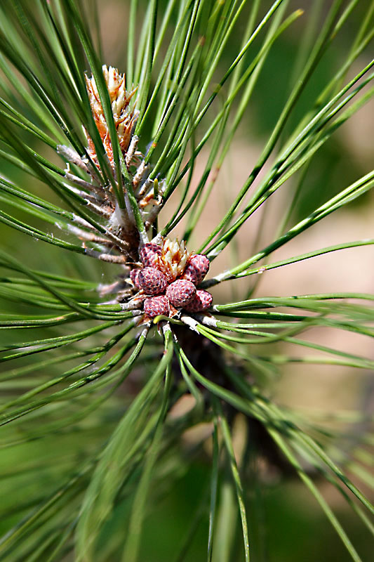 Threading the needles*