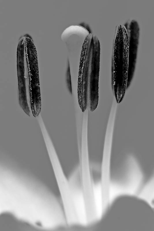 * Orange in BW