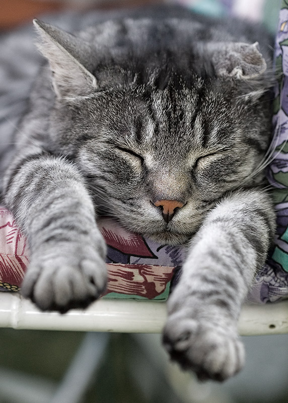 <b>3rd</b><br>Lazy*<br>by GeraldH