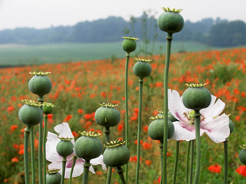 Poppy crowns *