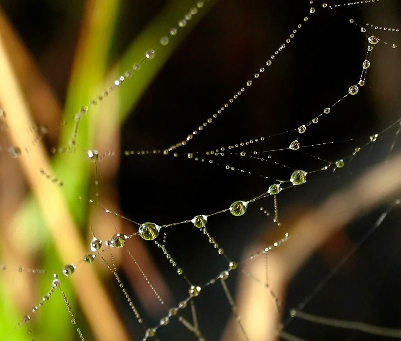 Web *
