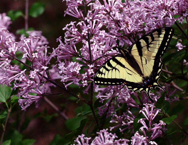  Swallowtail