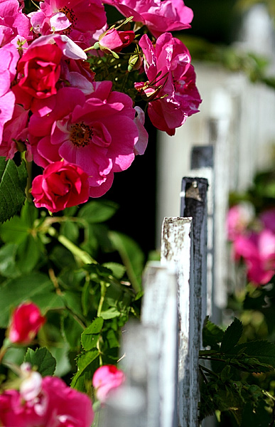 Roses *