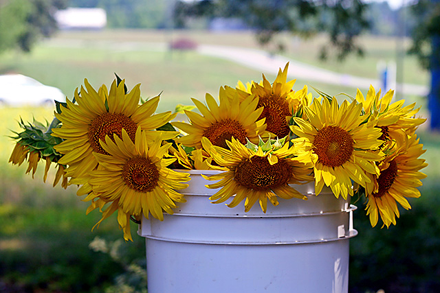 a bucket *f sun
