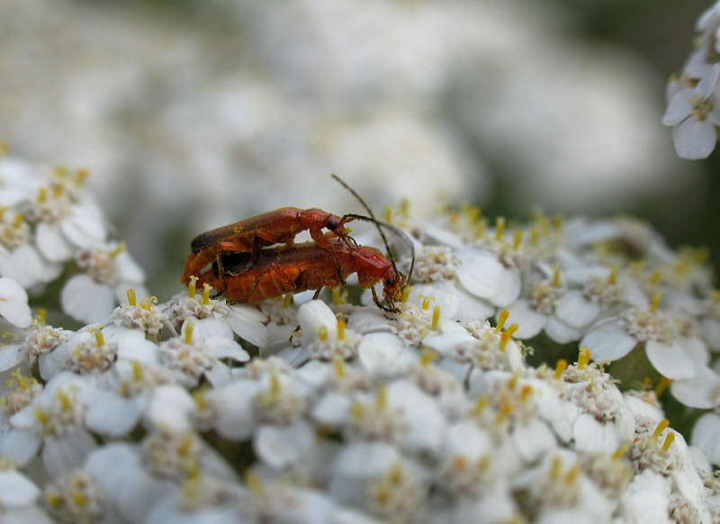 Mating beetles *