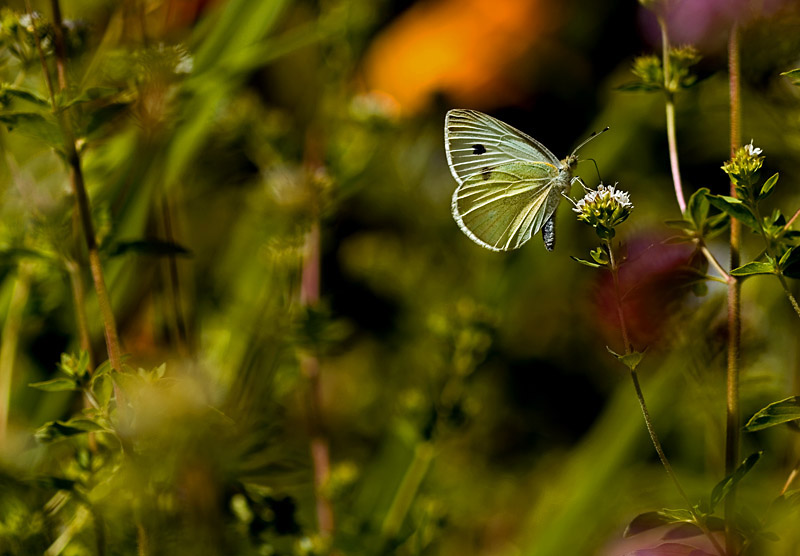 6th<br>In the Garden*<br>by Brent