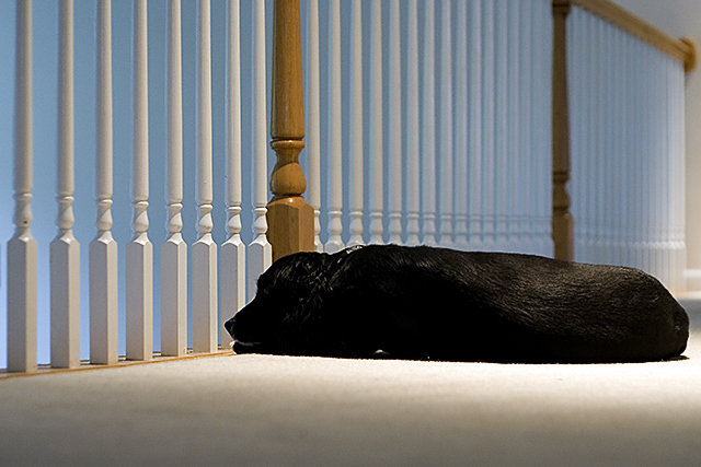 doggy by the rail