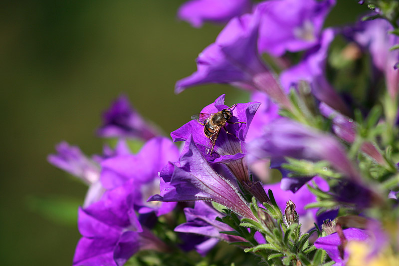 Bee There  *