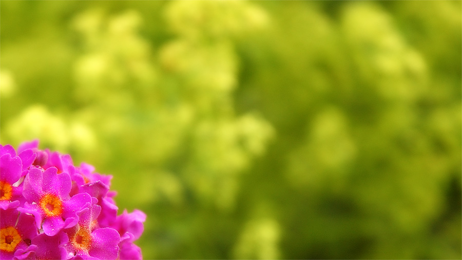 Pink and Lime