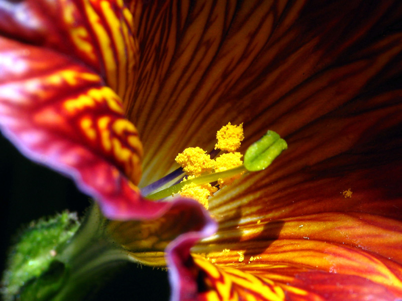 Salpiglossis sinuata*