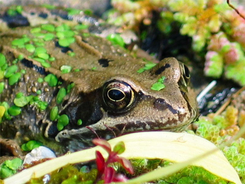 Frog Eye