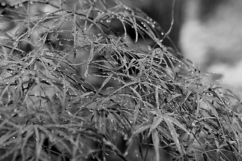 Raindrops *