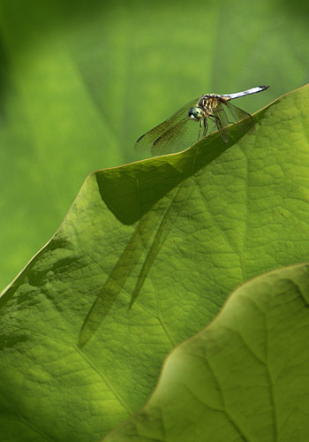 Dragonfly