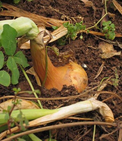 Onion *