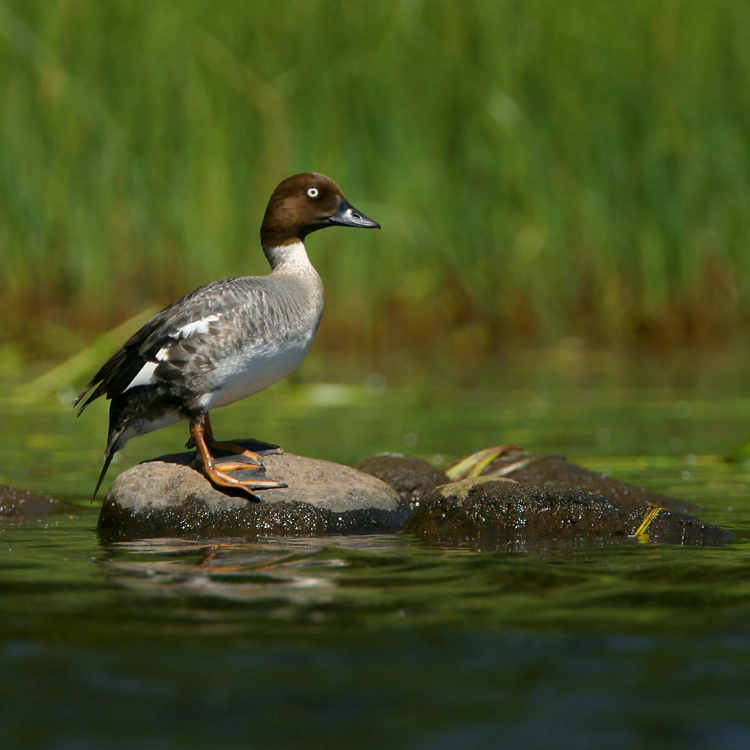 Ducky  *