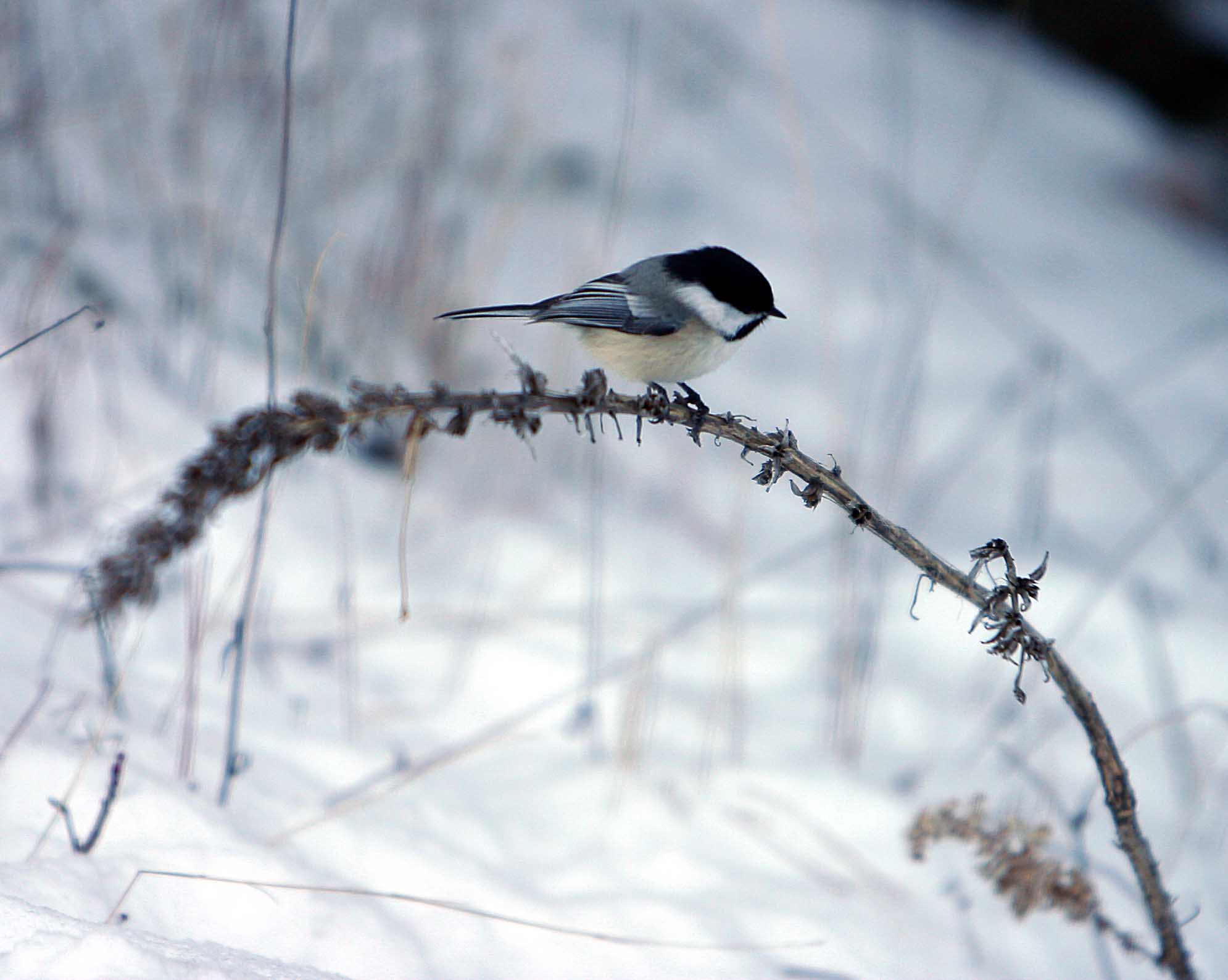 Watch the Birdie  *