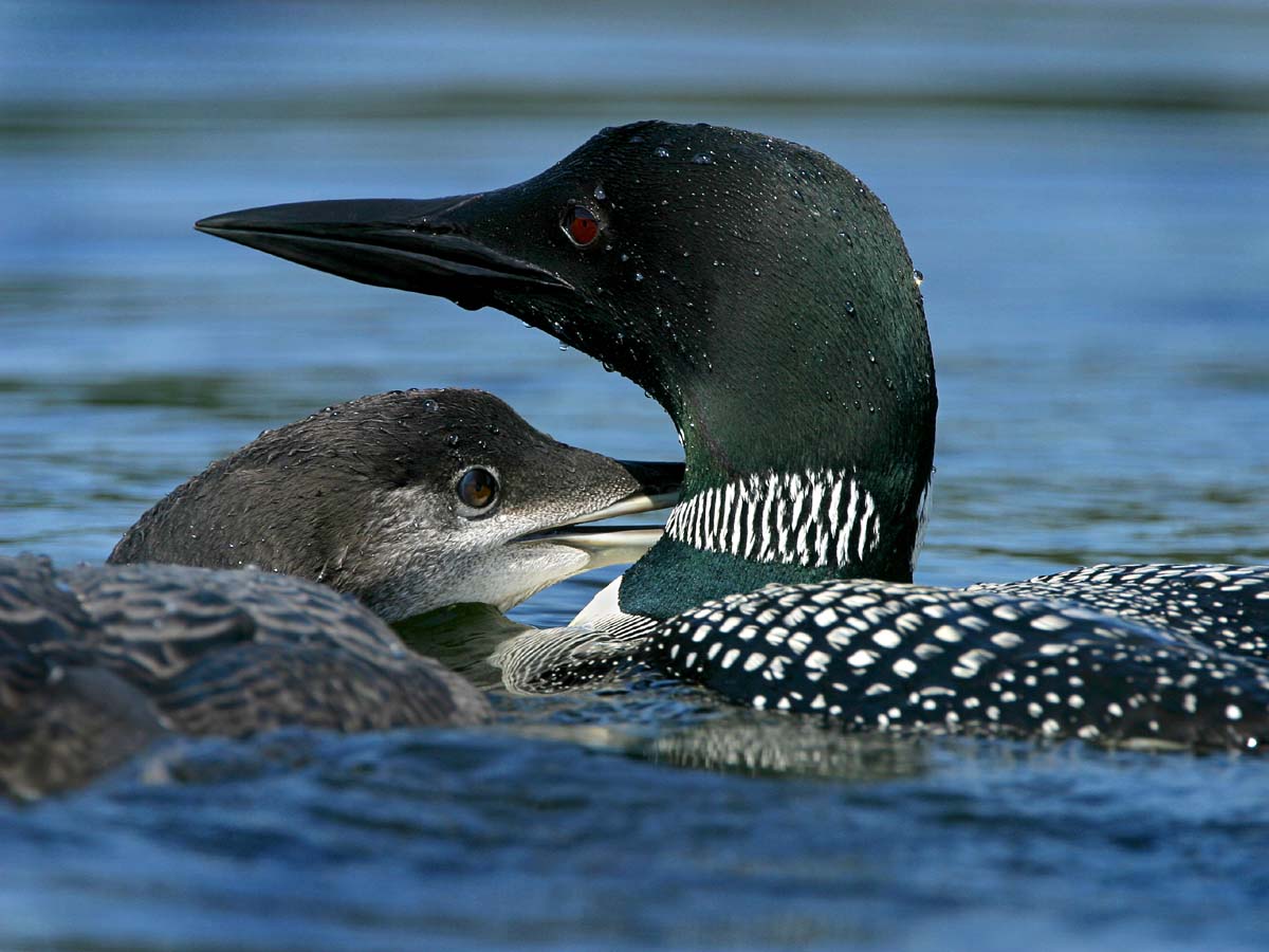 7th<br>Loon Love  *<br>by Kevin J. Nisen