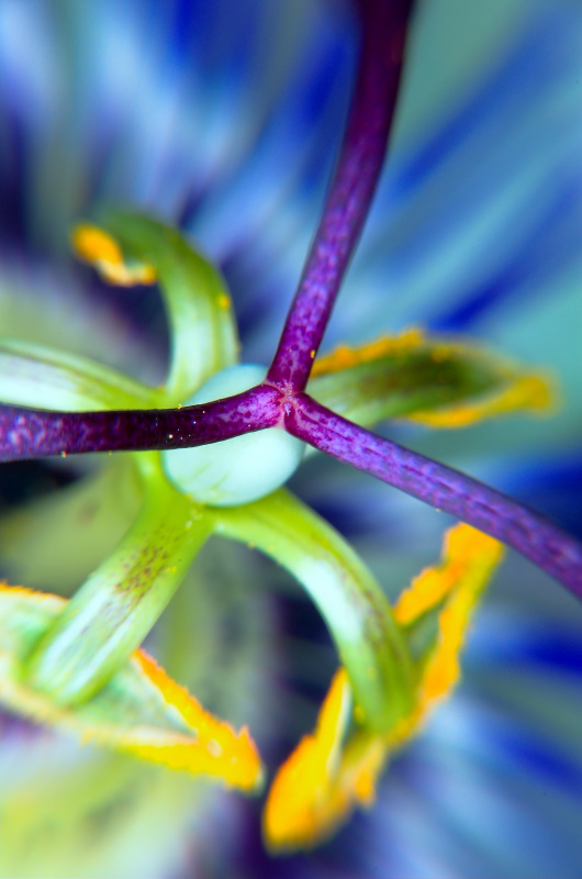 Passionfruit Petal *