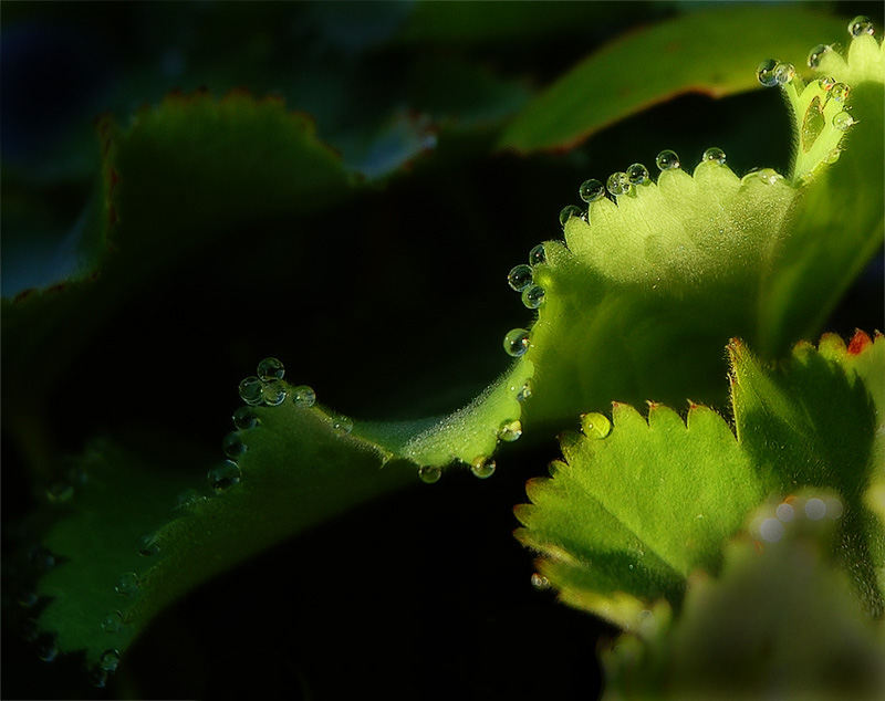 Dew Drops *