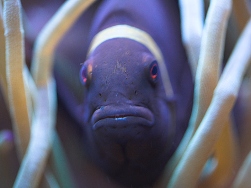 Grumpy *