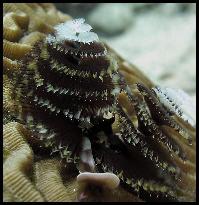 Christmastreeworm3*