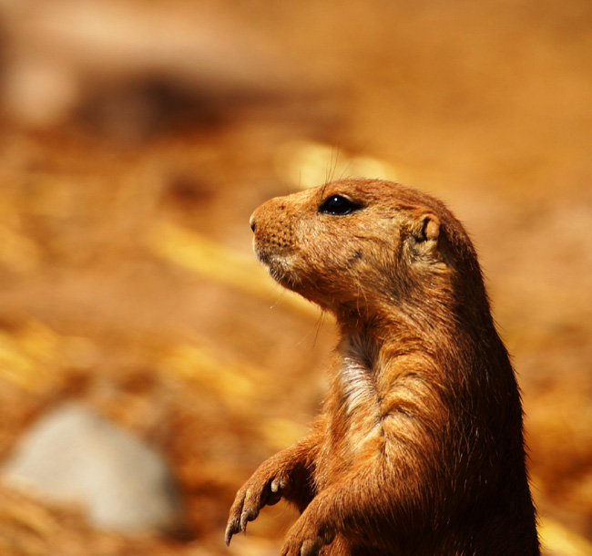 Contemplation .2 *