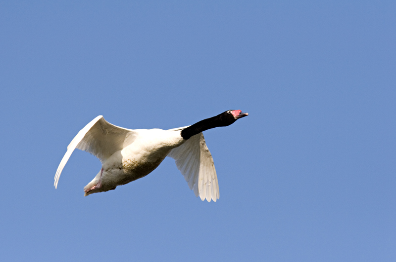 swan 01 *