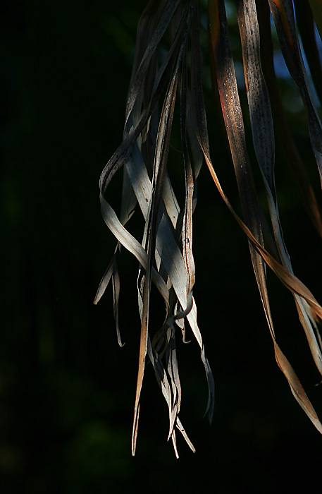 Palm Leaf 2 *