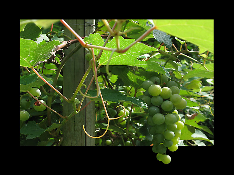 * The Grapes of Wrath