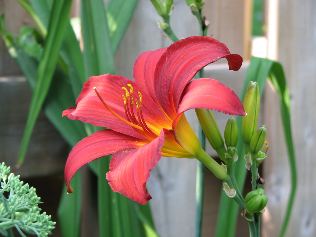 * Lily