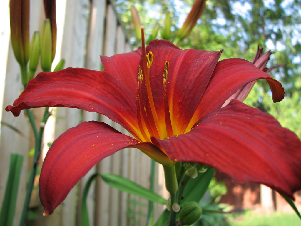 * Lily Closer...