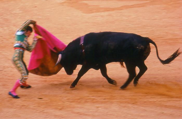 Bull *