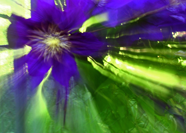 Clematis
