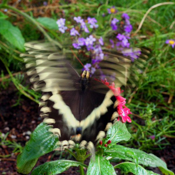 Palamedes In Motion