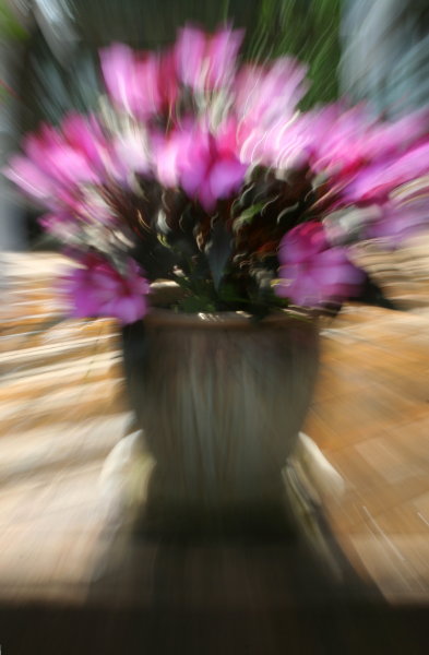 Impatiens *