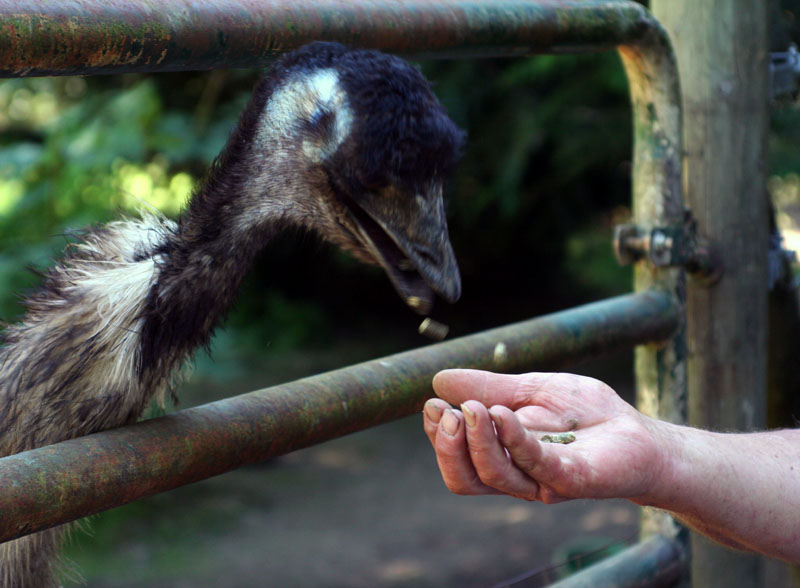 Emu Rancher