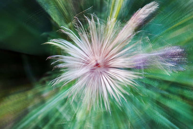 Exploding Thistle*