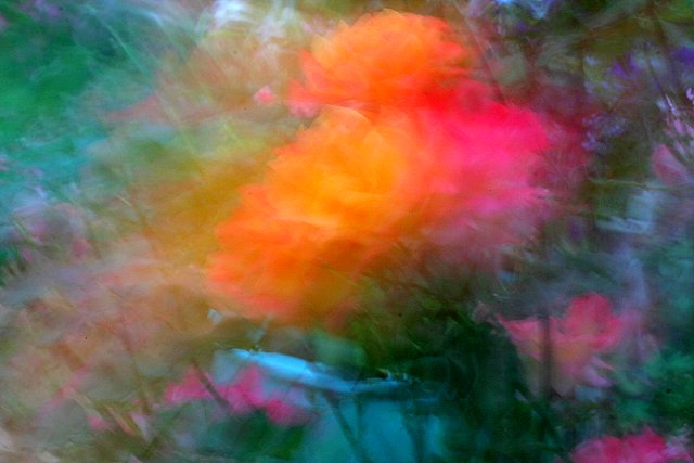 Dreaming of Flowers*