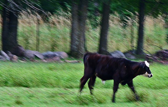 Mooooooooving On