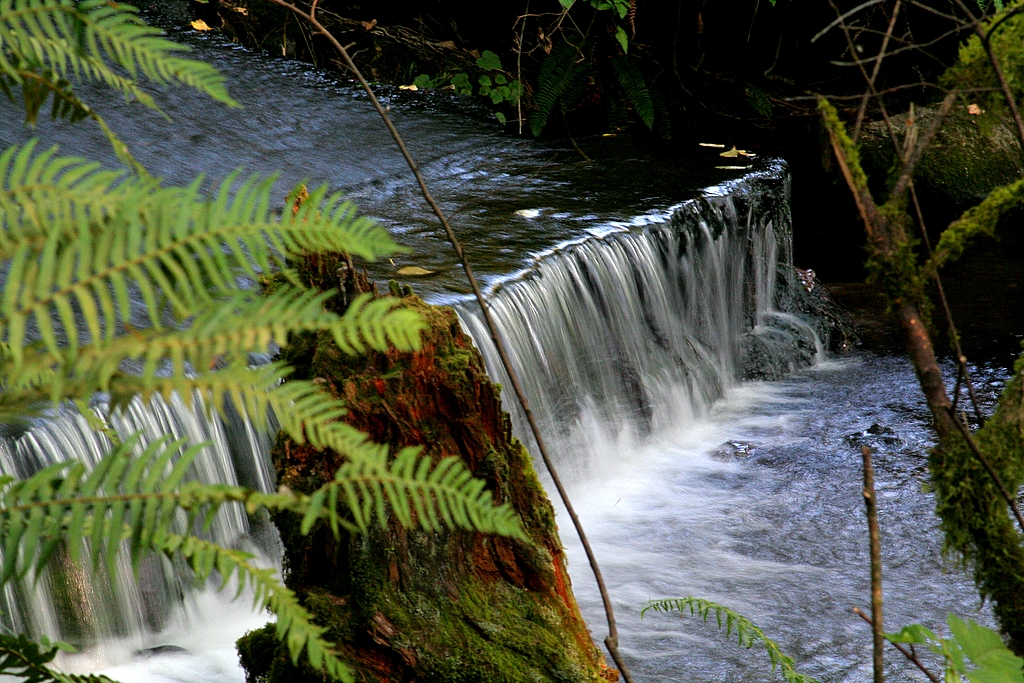 Woodland Stream*
