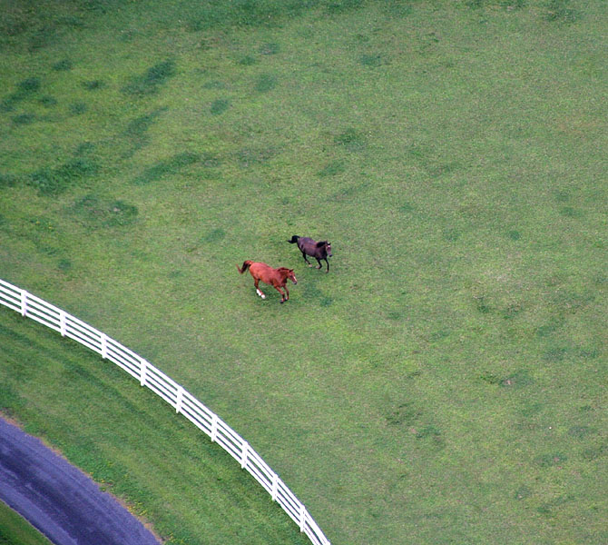 Two Horses *