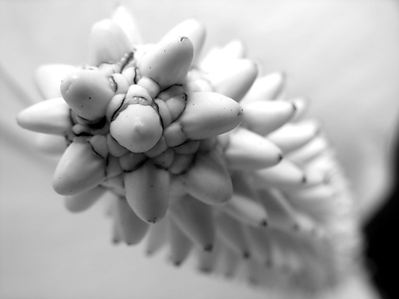 Peace Lily*
